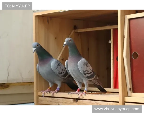 DB真人和AG真人哪个更值得选择,详尽分析两者的优劣对比 DB真人和AG真人哪个更值得选择,详尽分析两者的优劣对比